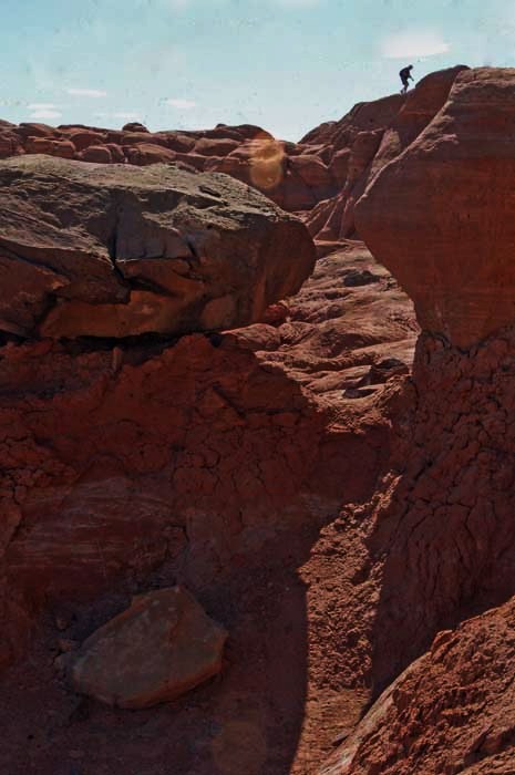 the toadstool trail